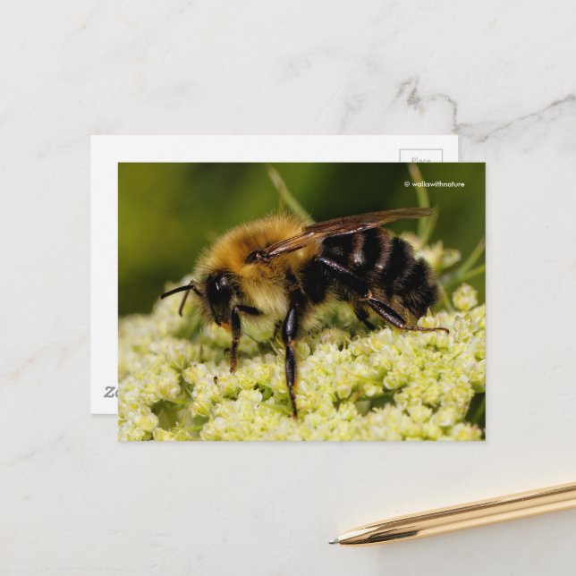 Hummel auf Blütenkarotte Postkarte (Vorderseite/Rückseite Beispiel)