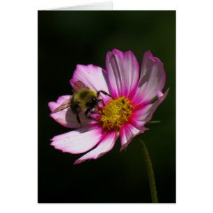 Hummel auf dem Kosmos