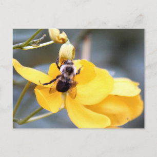 Hummel auf der Cassia Blume Postkarte