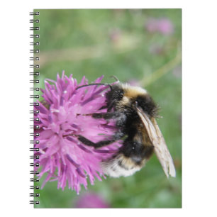 Hummel auf einem Thistle-Notebook Notizblock