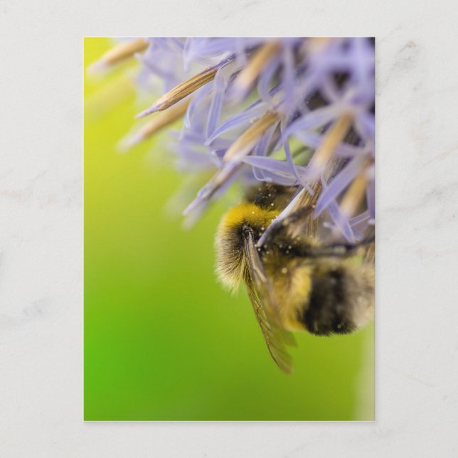 Hummel auf einer Blume Postkarte (Vorderseite)