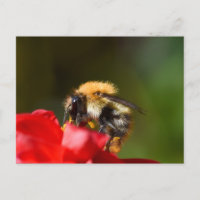 Hummel auf einer Dahlia