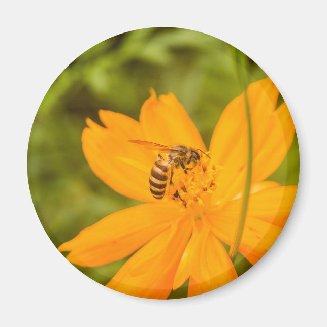 Hummel auf einer Schwefel-Schmuckkörbchen Magnet (Vorne)