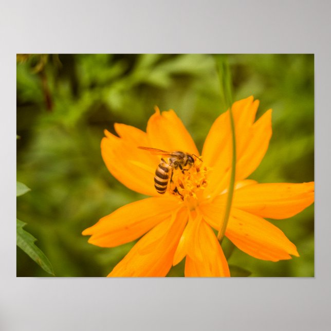 Hummel auf einer Schwefel-Schmuckkörbchen Poster (Vorne)