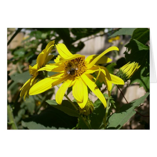 Hummel auf einer Sonnenblume (Vorderseite (Horizontal))