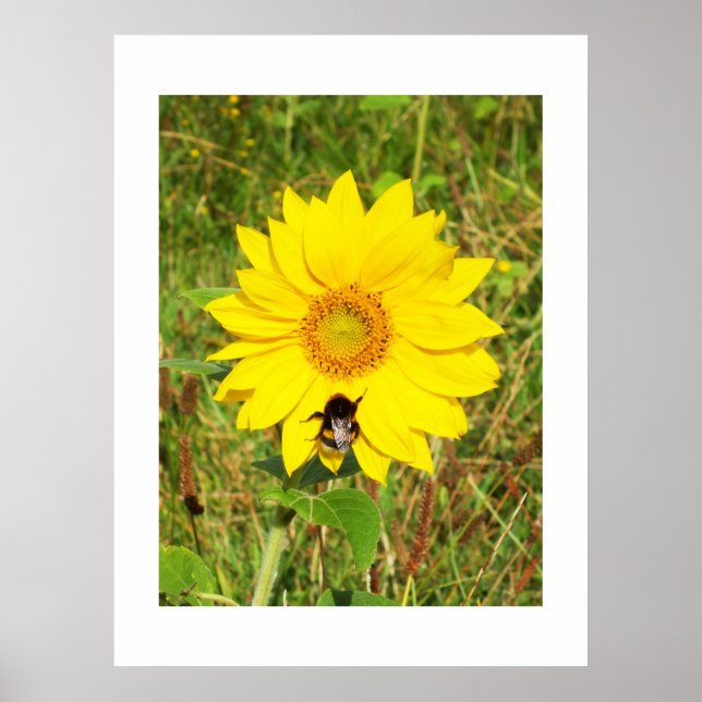 Hummel auf einer Sonnenblume Poster (Vorne)