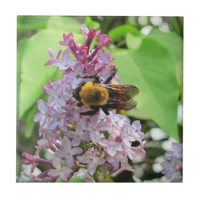 Hummel auf Flieder Fliese (Vorderseite)