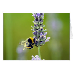 Hummel auf Lavendel