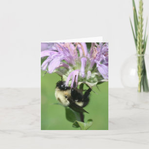Hummel auf Monarda-Blüten-Fotografie-Notiz Karte