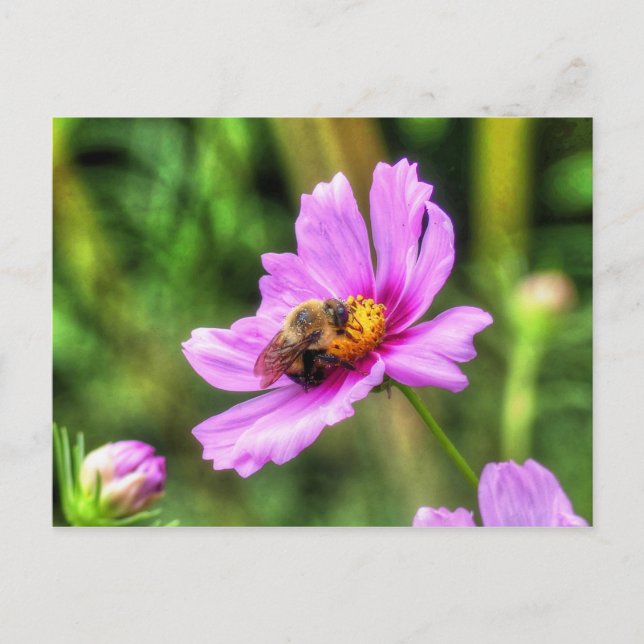 Hummel auf rosa Kosmos Postkarte (Vorderseite)