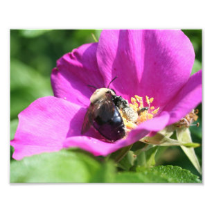 Hummel auf rosa Rose 10x8 Natur Fotodruck