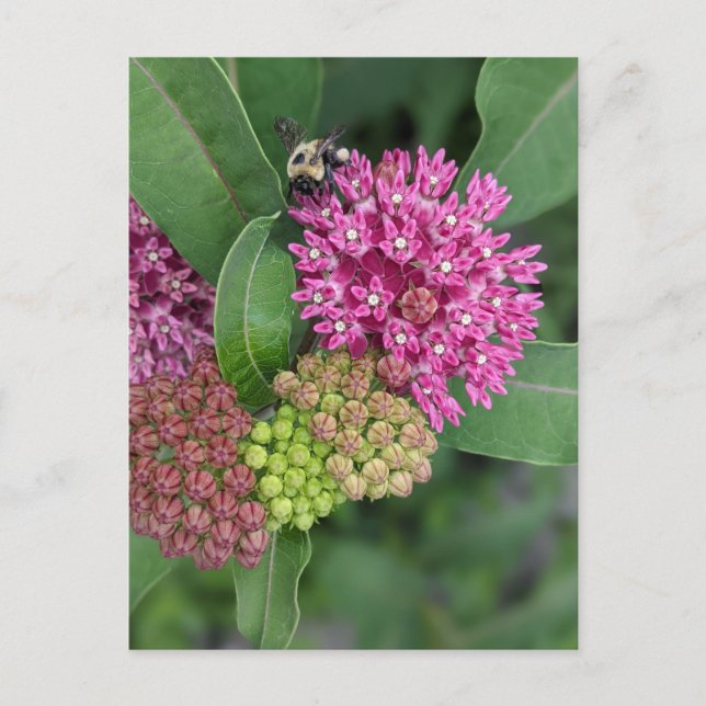 Hummel auf Rose Milkweed Postkarte (Vorderseite)