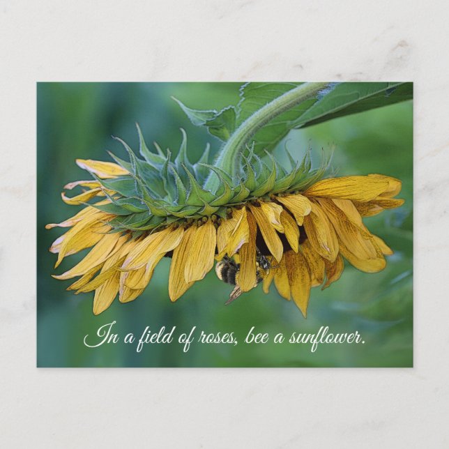 Hummel auf Sonnenblume - Postkarte (Vorderseite)
