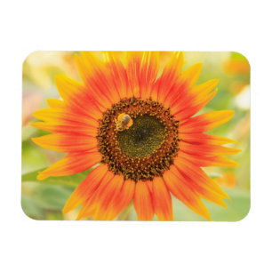 Hummel auf Sonnenblumen, Gemeindegarten Magnet