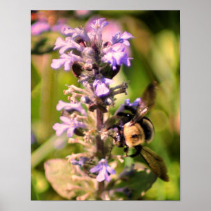Hummel auf violetter Blume Nahaufnahme Poster