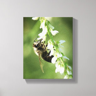 Hummel auf weißer Blume Leinwanddruck