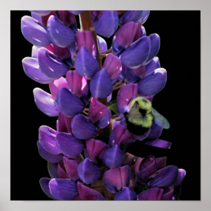 Hummel auf wilder Lupinenblume Nahaufnahme Poster