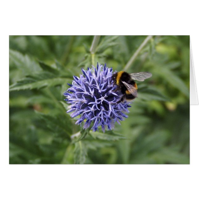 Hummel-Biene auf Distel (Vorderseite (Horizontal))