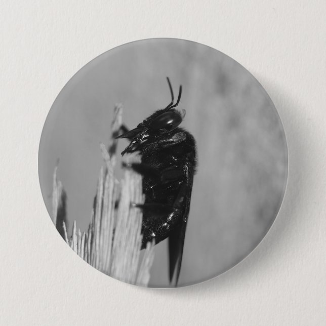 Hummel Button (Vorderseite)