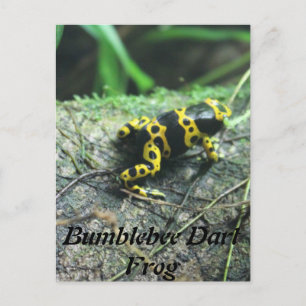 Hummel Dart Frog # 2 Postkarte