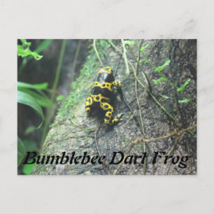 Hummel Dart Frog # 3 Postkarte