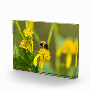 Hummel Fotoblock