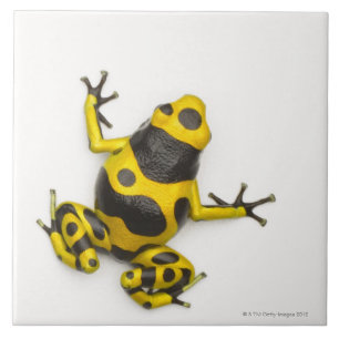 Hummel-Gift-Pfeil-Frosch Fliese