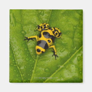 Hummel-Gift-Pfeil-Frosch Magnet