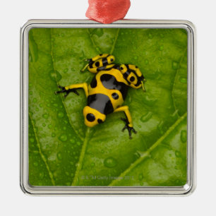 Hummel-Gift-Pfeil-Frosch Silbernes Ornament