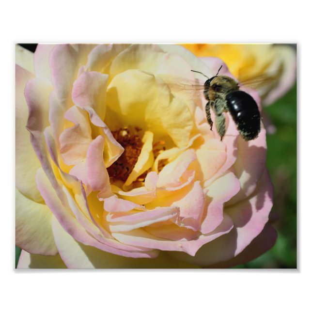 Hummel im Flug 10x8 Natur Fotodruck (Vorne)