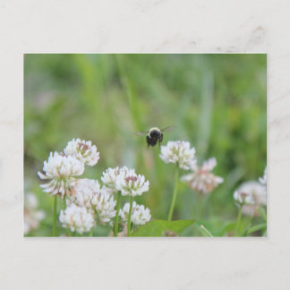 Hummel in der Klee Postkarte