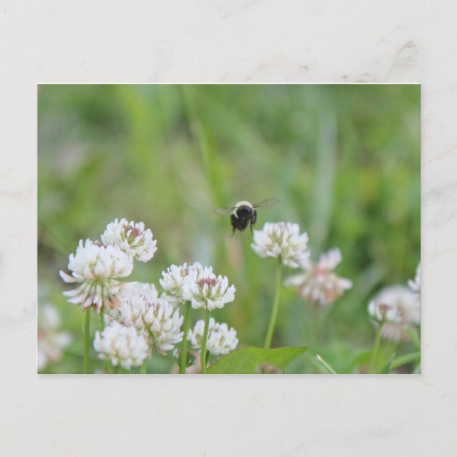 Hummel in der Klee Postkarte (Vorderseite)