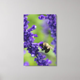Hummel Leinwanddruck