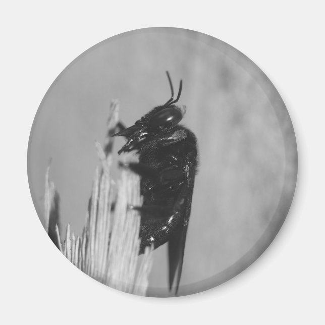 Hummel Magnet (Vorne)