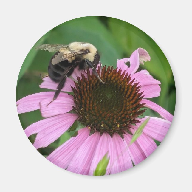 Hummel Magnet (Vorne)