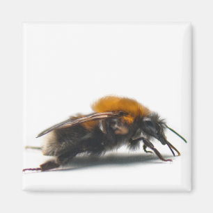 Hummel Magnet