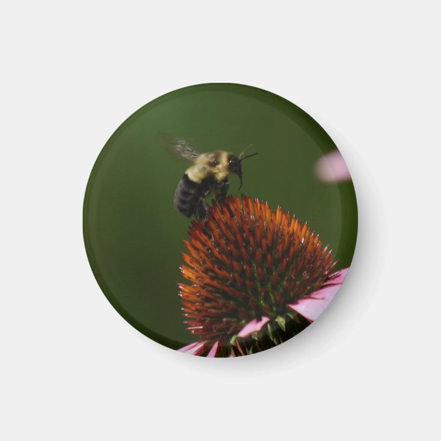 Hummel Magnet (Vorne)
