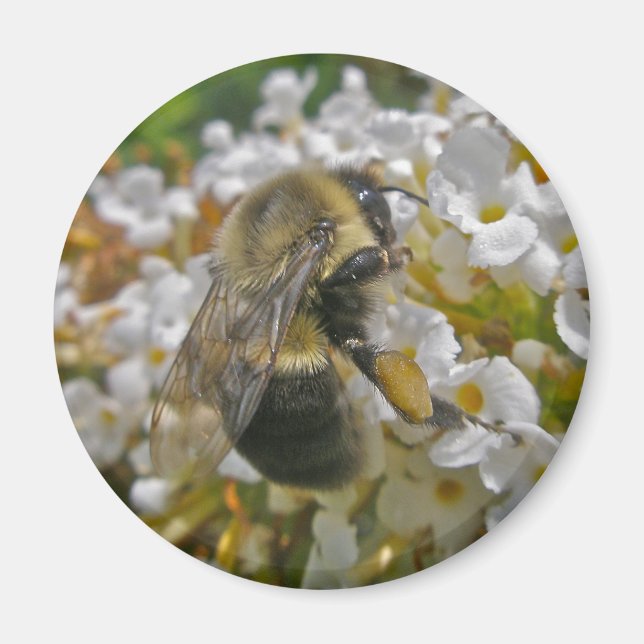 Hummel mit Pollenkörbe-Magnet Magnet (Vorne)