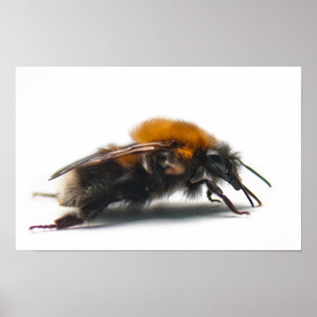 Hummel Poster (Vorne)