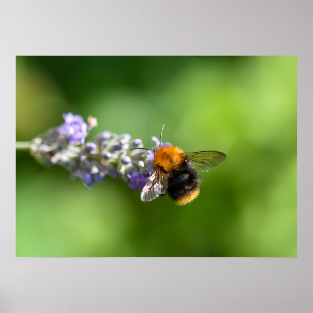 Hummel Poster (Vorne)