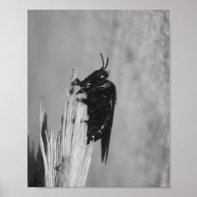 Hummel Poster (Vorne)