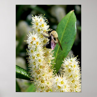 Hummel Poster
