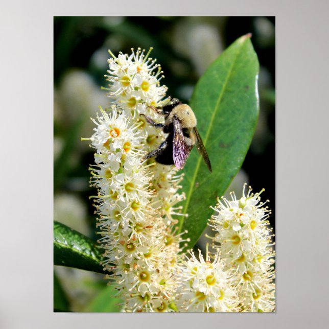 Hummel Poster (Vorne)