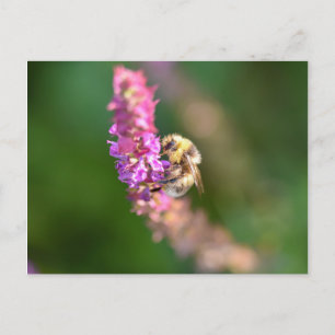Hummel Postkarte