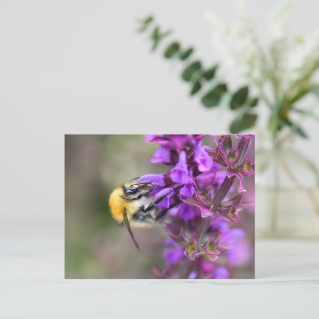 Hummel Postkarte (Stehend Vorderseite)