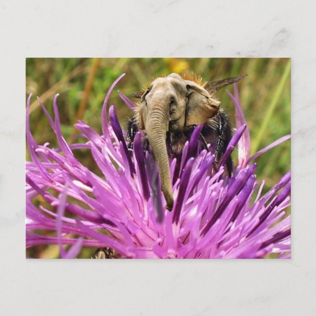 Hummel Postkarte (Vorderseite)