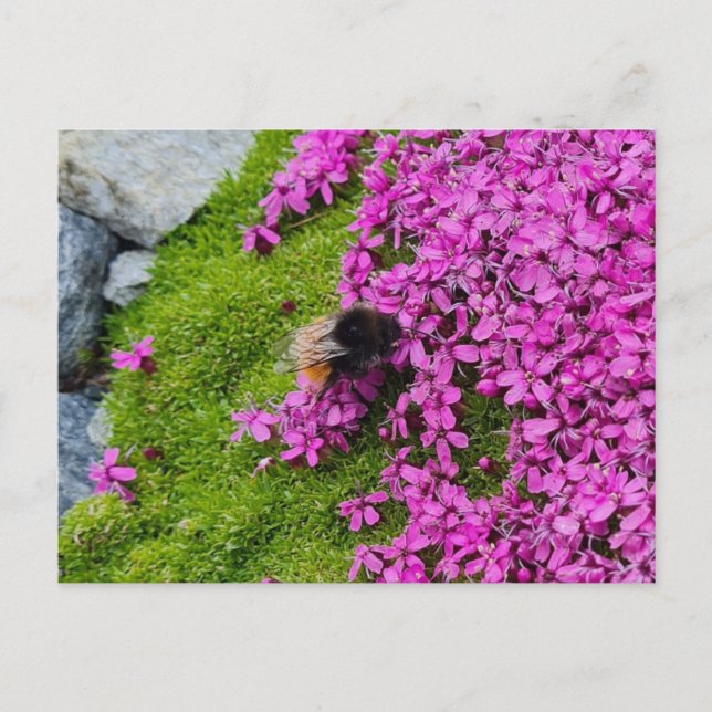 Hummel Postkarte (Vorderseite)