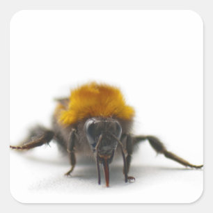 Hummel Quadratischer Aufkleber