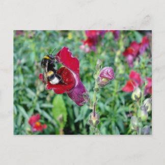 Hummel/Snapdragon Postkarte