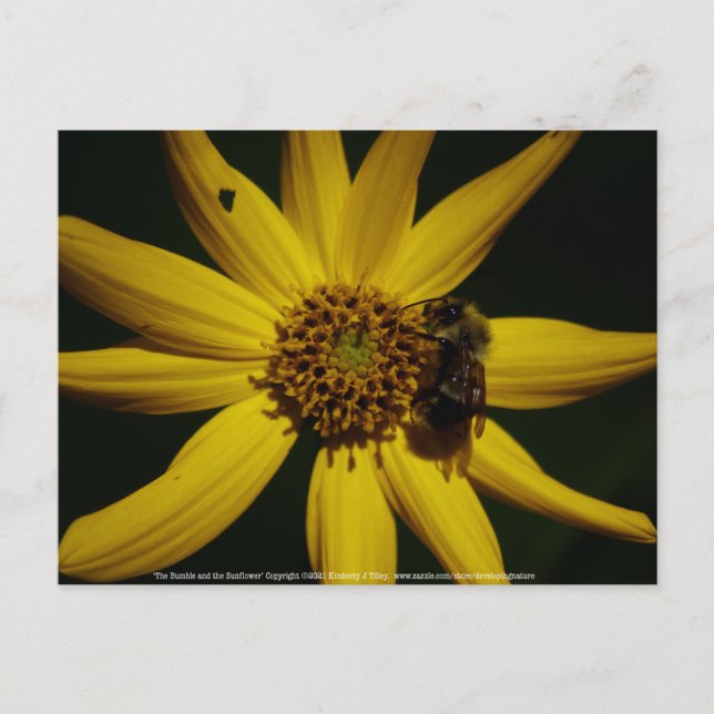 Hummel und Sonnenblumen Postkarte (Vorderseite)